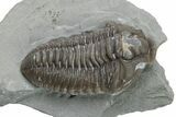 Long Prone Flexicalymene Trilobite Meeki - Monroe, Ohio #224888-3